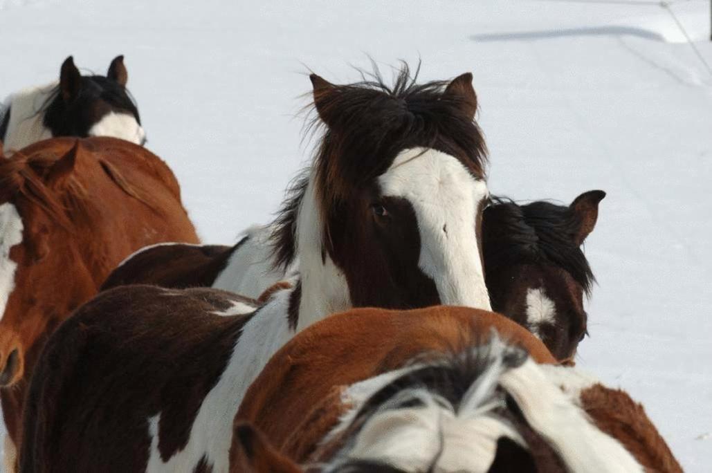 Espi-Stables Ferienhof Esterhammer Liebenau  Kültér fotó