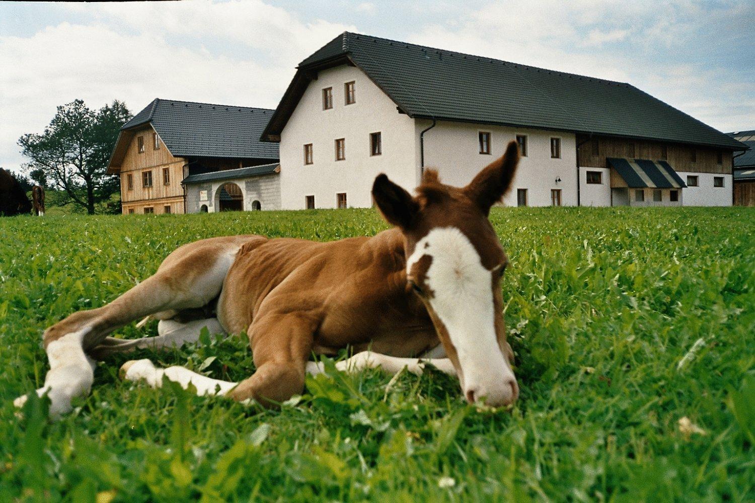 Espi-Stables Ferienhof Esterhammer Liebenau  Kültér fotó